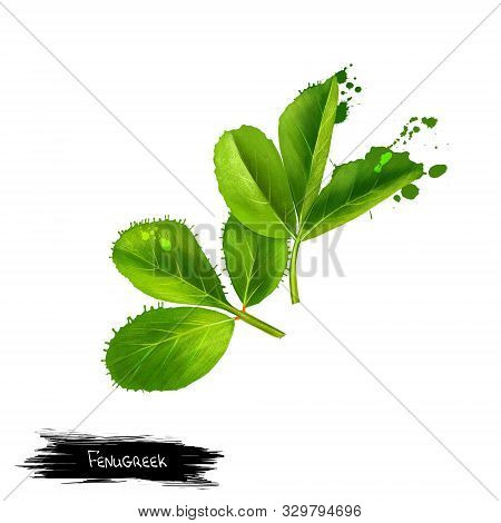 Fenugreek. Shambala. Helba. Fenugreek Trigonella Foenum-graecum, Medicinal Plant. Annual Plant In Fa