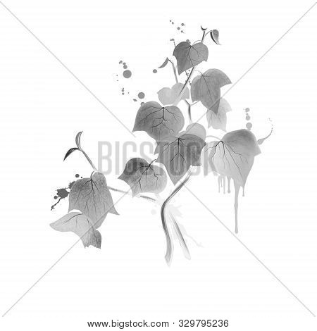 Green Ivy Sprig Isolated On White Background. Hand Drawn Araliaceae Family Plant. Bright Colors Desi