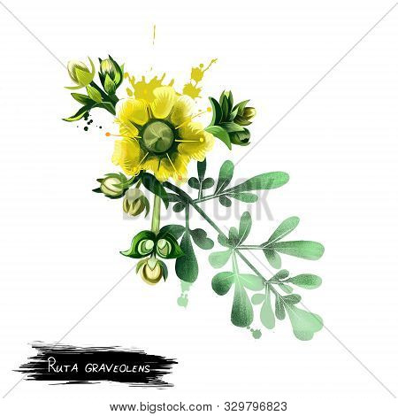 Common Rue Ruta Graveolens Flowering Plant Isolated On White. Herb-of-grace, Species Of Ruta Grown A
