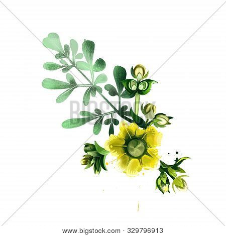 Common Rue Ruta Graveolens Flowering Plant Isolated On White. Herb-of-grace, Species Of Ruta Grown A
