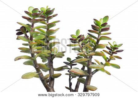 Succulent Houseplant Crassula Ovata Closeup On White Background