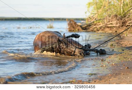 The Dark Bay Horse Is Lying In The Water On A Riverbank In A Hot Sunny Day.