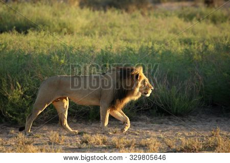 Lion Male (panthera Leo) Walking In Kalahari Desert And Looking For The Rest Of His Pride In Morning