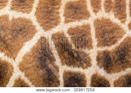 Close up of the reticulated pattern of the skin of a Masai Giraffe. 