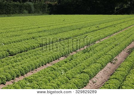 Many Tufts Of Green Lettuce In A Large Field