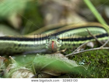 Thamnophis