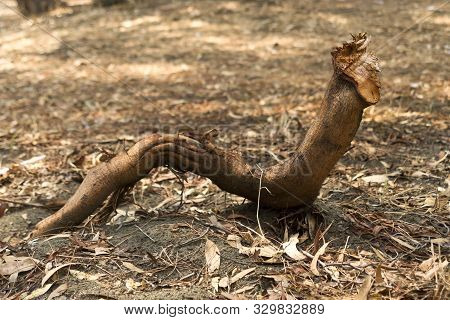 Close-up Of A Big Brown Eucalyptus Tree Root That Looks Like A Gigantic Worm Crawling On The Forest 