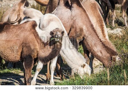 Russia. Altai. Grazing Camels In The Chuy Steppe. In The Center Of The Frame, A Camel Is Chewing Gra