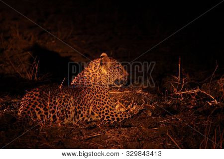 The African Leopard (panthera Pardus Pardus) Feline Calmly Lying In Dry Grass In Dark Night. Zambia,