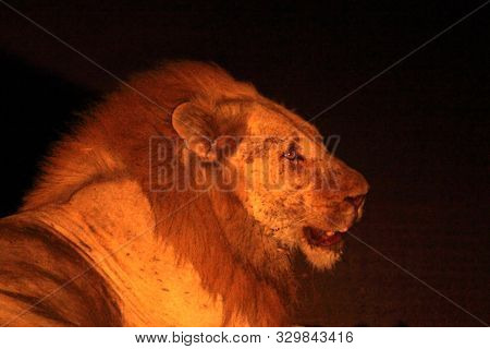 A Huge Lion Male (panthera Leo) Lying In Dark Night Up To Close. Lion King In Zambia, South Luangwa.