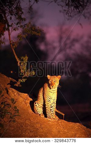 The Huge African Leopard (panthera Pardus Pardus) Male Have A Rest Close To The Tree In Sunset. Sout