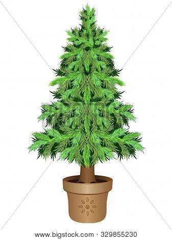 Eco Christmas Tree - A Living Green Conifer In A Flower Pot. Evergreen Seedling In A Ceramic Brown E