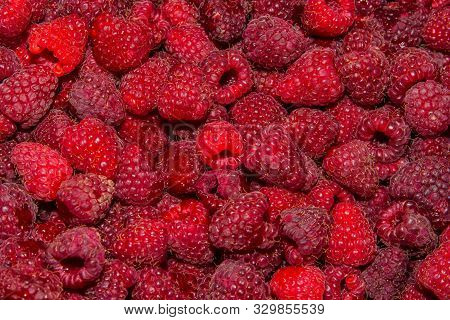 Background-texture Of Red Overripe Raspberry Rubus Idaeus. Ripe Raspberry In Close-up. Soft Selectiv