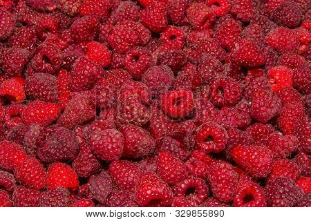 Background-texture Of Red Overripe Raspberry Rubus Idaeus. Ripe Raspberry In Close-up. Soft Selectiv