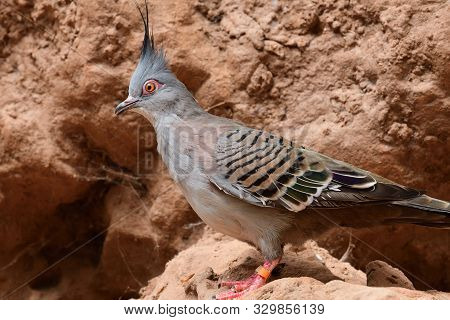 Crested Pigeon (ocyphaps Lophotes)