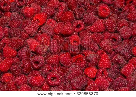 Background-texture Of Red Overripe Raspberry Rubus Idaeus. Ripe Raspberry In Close-up. Soft Selectiv