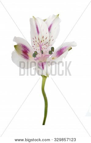 Single White Alstro Flower Isolated On White Background