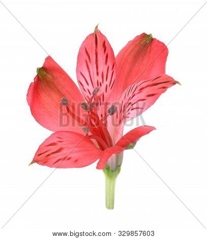 Single Red Alstro Flower Isolated On White Background