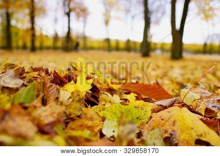 Coloured Maple Leaves In The Fall. Well Convey The Mood Of Autumn Close Up Orange Leaves On Ground W