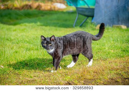 Cat Walks On The Grass . Nursling. Green Grass.