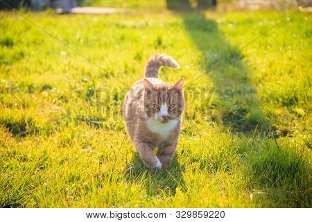 Cat Walks On The Grass . Nursling. Green Grass.