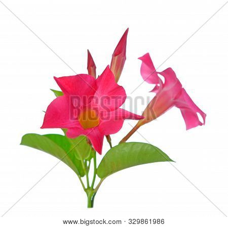Magnenta Dipladenia Flowers And Buds Isolated On White