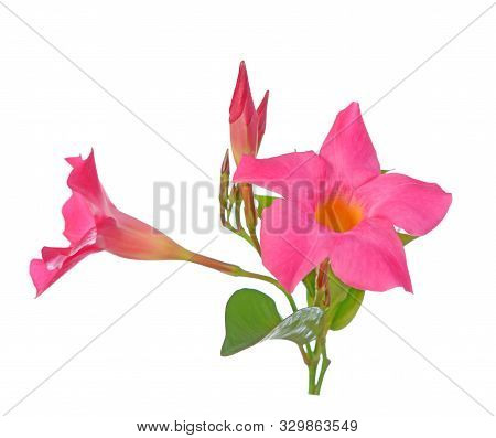 Magenta Dipladenia Flowers And Buds Isolated On White