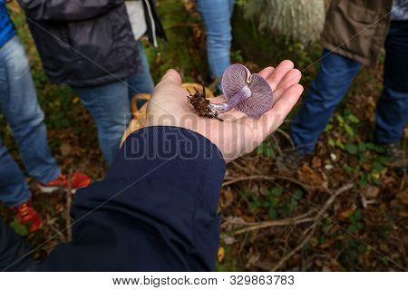 Close-up Of Wood Blewit Lepista Nuda Mushroom