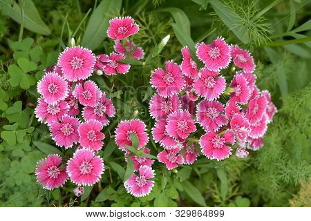 Lots Of Dianthus Flowers Blooming In Garden