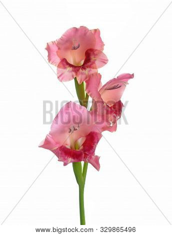 A Branch Gladiolus Flower Isolated On White Background