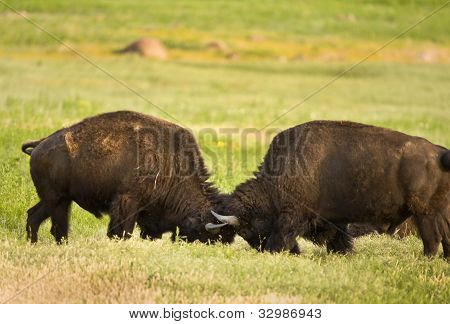 Buffalos kampe.