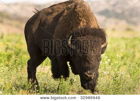 Buffalo