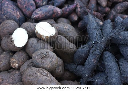 카사 바와 batate