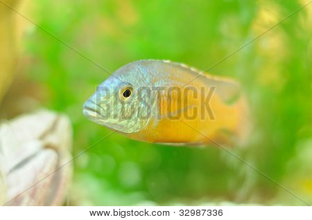 Copadichromis fisk i akvariet