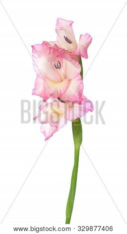Beautiful Gladiolus Flower Isolated On White Background