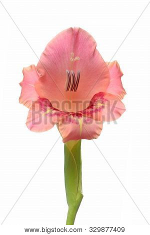Single Crepe Gladiolus Flower Isolated On White