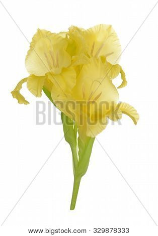 Yellow Gladiolus Flower Isolated On White Background