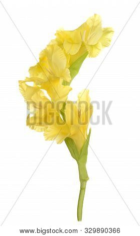 Yellow Beautiful  Gladiolus Flower On White Background