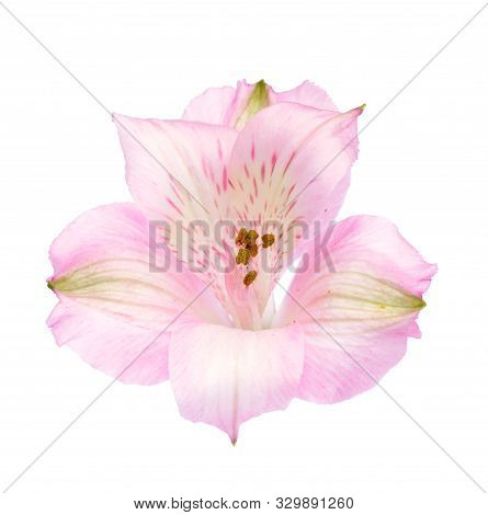 Single Pink Alstro Flower Isolated On White Background
