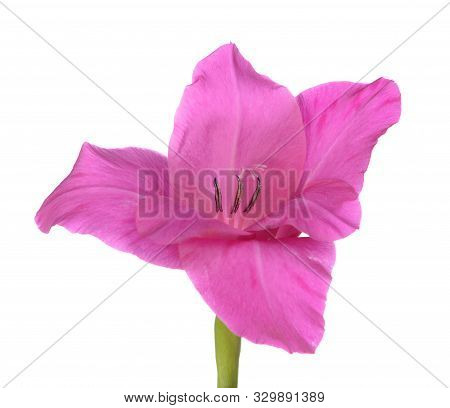 A Purple Gladiolus Flower On White Background