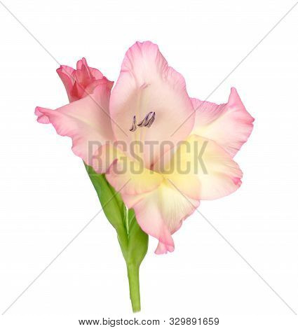 Beautiful Pink Gladiolus Isolated On White Background
