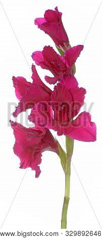 Beautiful  Branch Gladiolus Flower On White Background