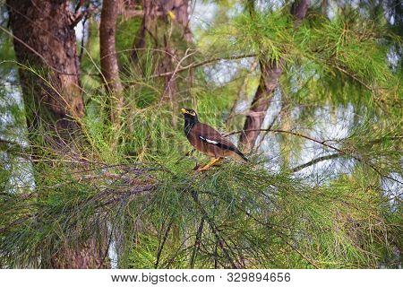 Myna Bird With A Yellow Beak,black-brown In Phuket Thailand Near Bangkok. Common Myna, Indian Myna, 