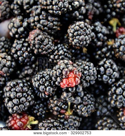 Bunch Of A Organic Blackberies