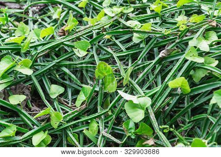 Edible Stemmed Vine,cissus Quadragularis L.,vitaceae,thai Herb.