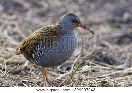 Water Rail - Rallus Aquaticus 
Bird On Dry Marsh