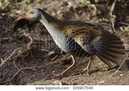 Water Rail - Rallus Aquaticus 
Showing Threat Display