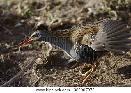 Water Rail - Rallus Aquaticus 
Showing Threat Display