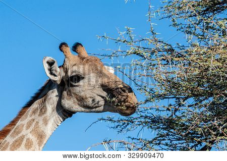 An Extreme Closeup Of An Angolan Giraffe - Giraffa Giraffa Angolensis- Head. Etosha National Park, N