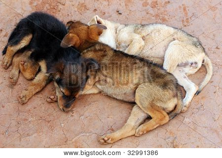 Young Street hunde Huddling sammen og sove